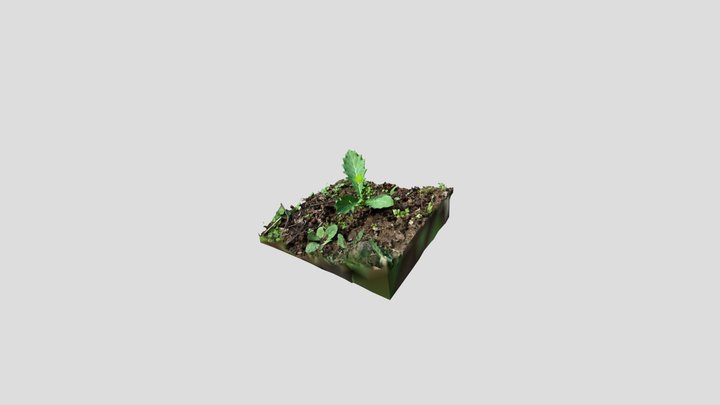 Plants 3D Model