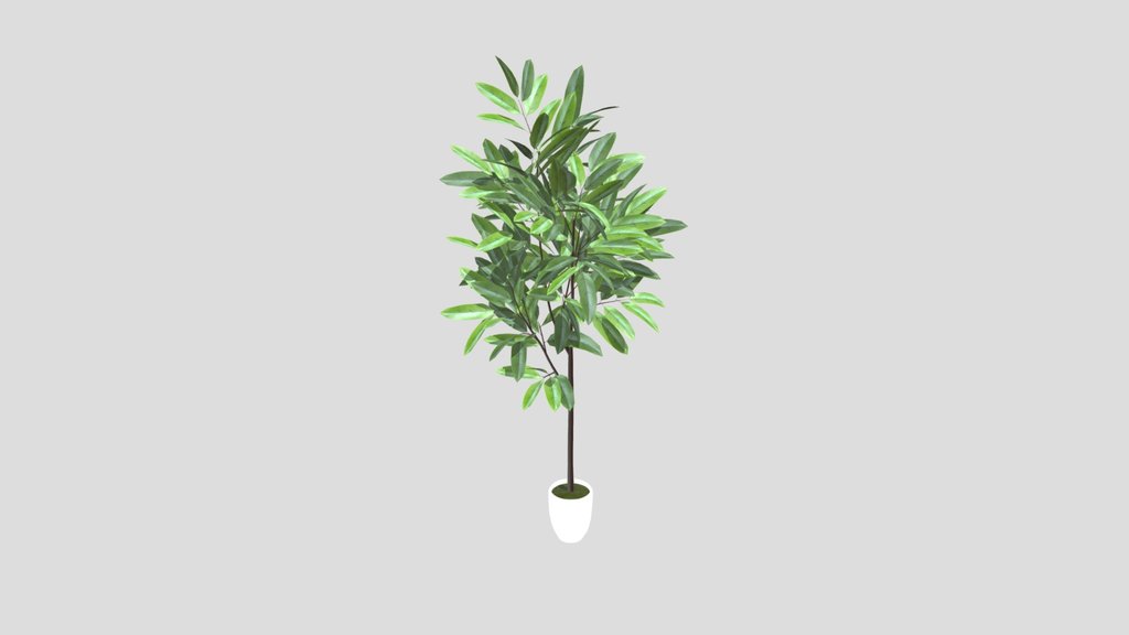 Indoor Potted Plant Tall Green Foliage