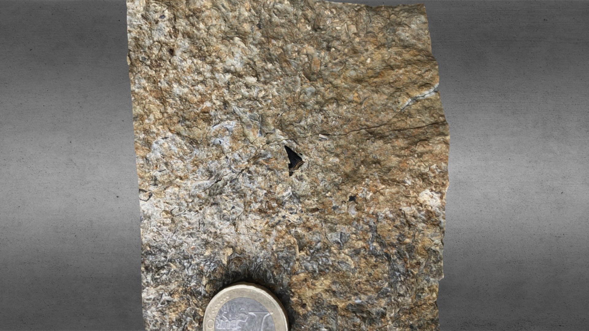 ID? TRIAS/Rhétien FC008_v2. 3D model by GEOPALEO [0f58e5d