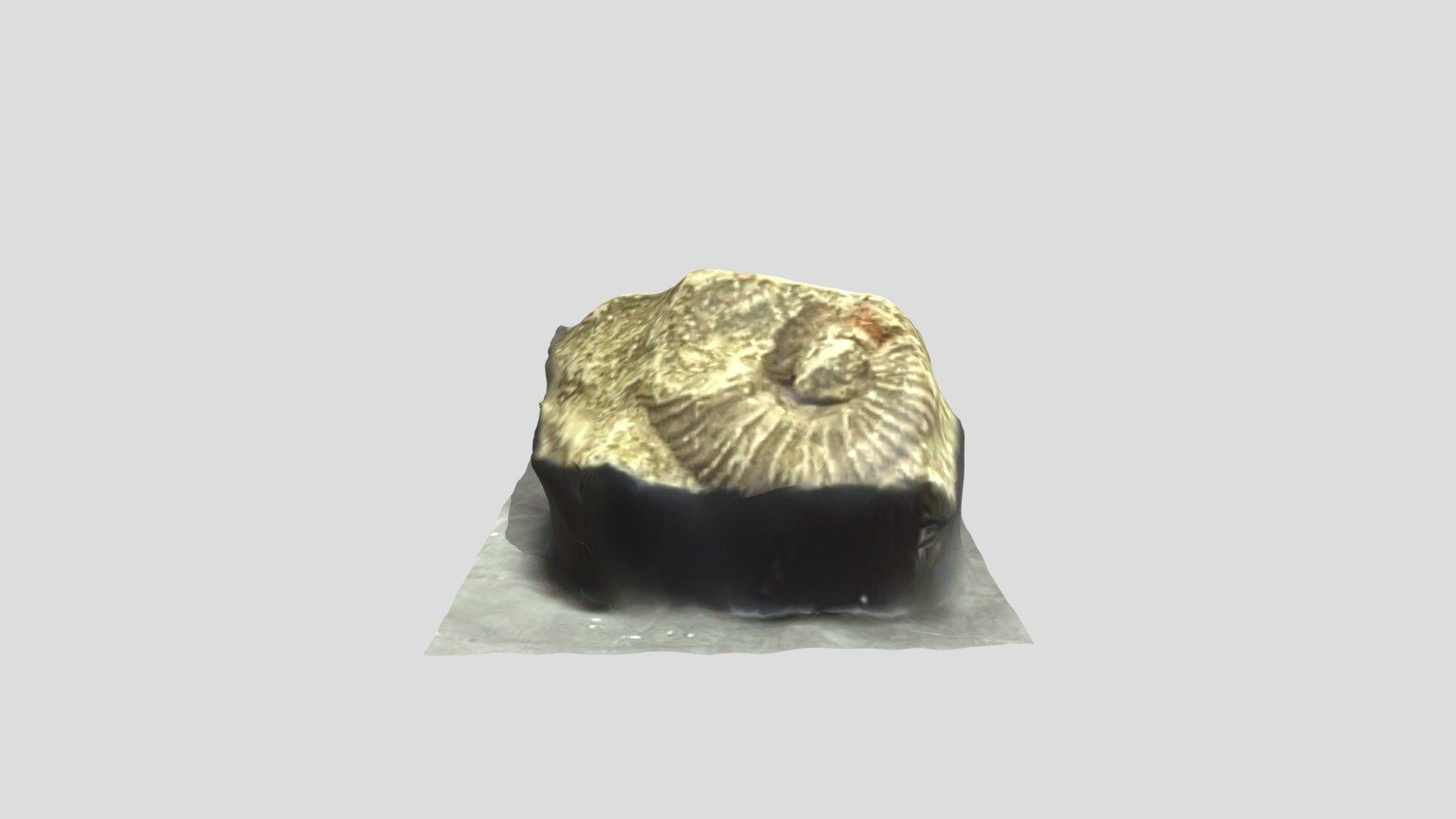 アンモナイト　Ammonite