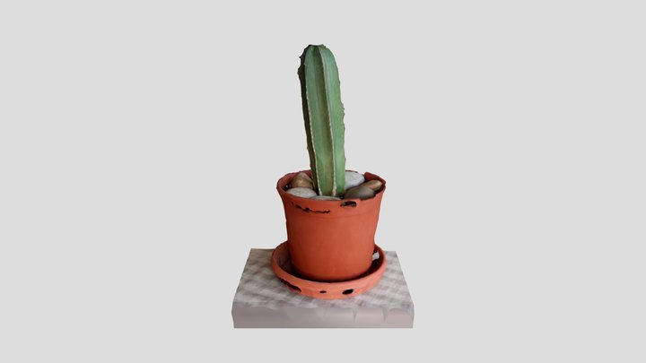 Cactus 3D Model