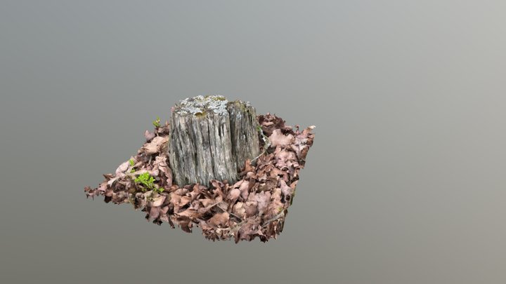 Tree trunk 3D Model