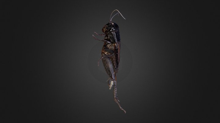 Black Field Cricket 3D Model