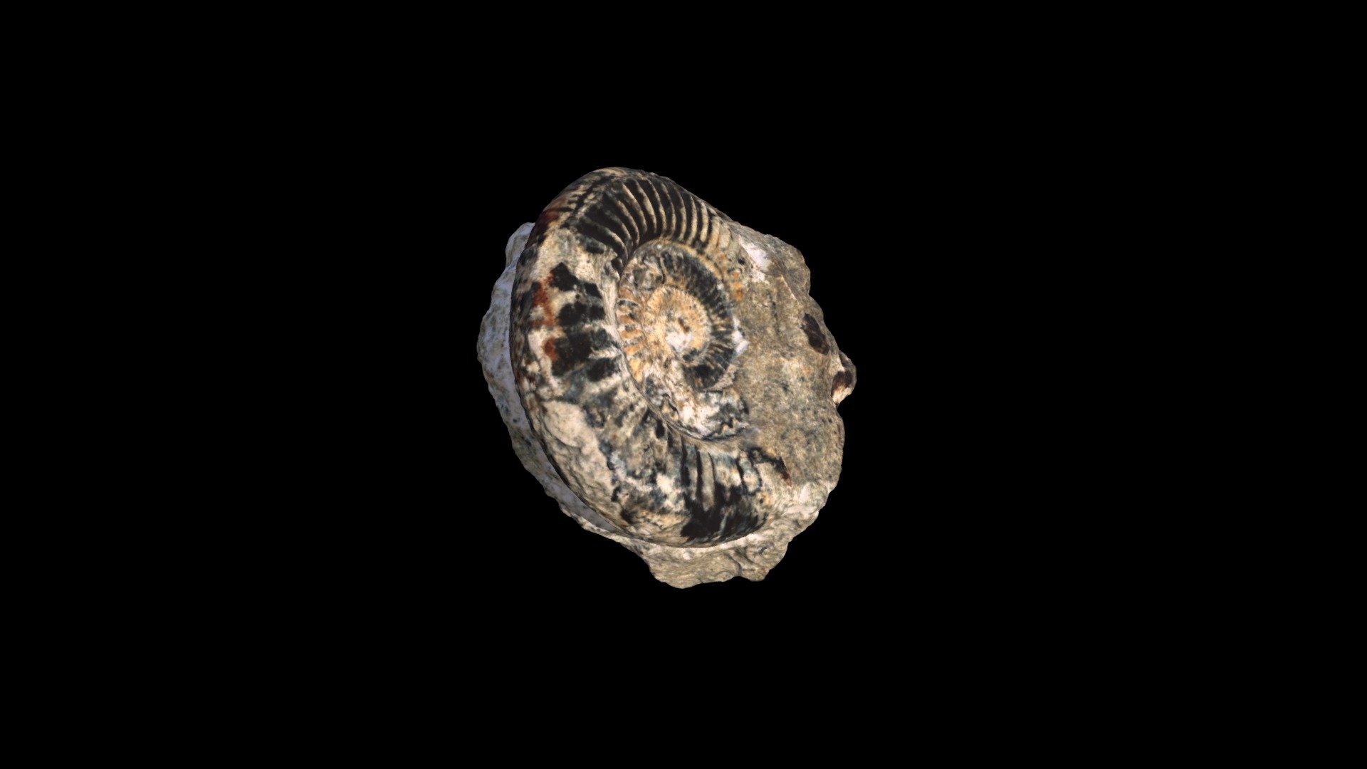 Alligaticeras alligatum