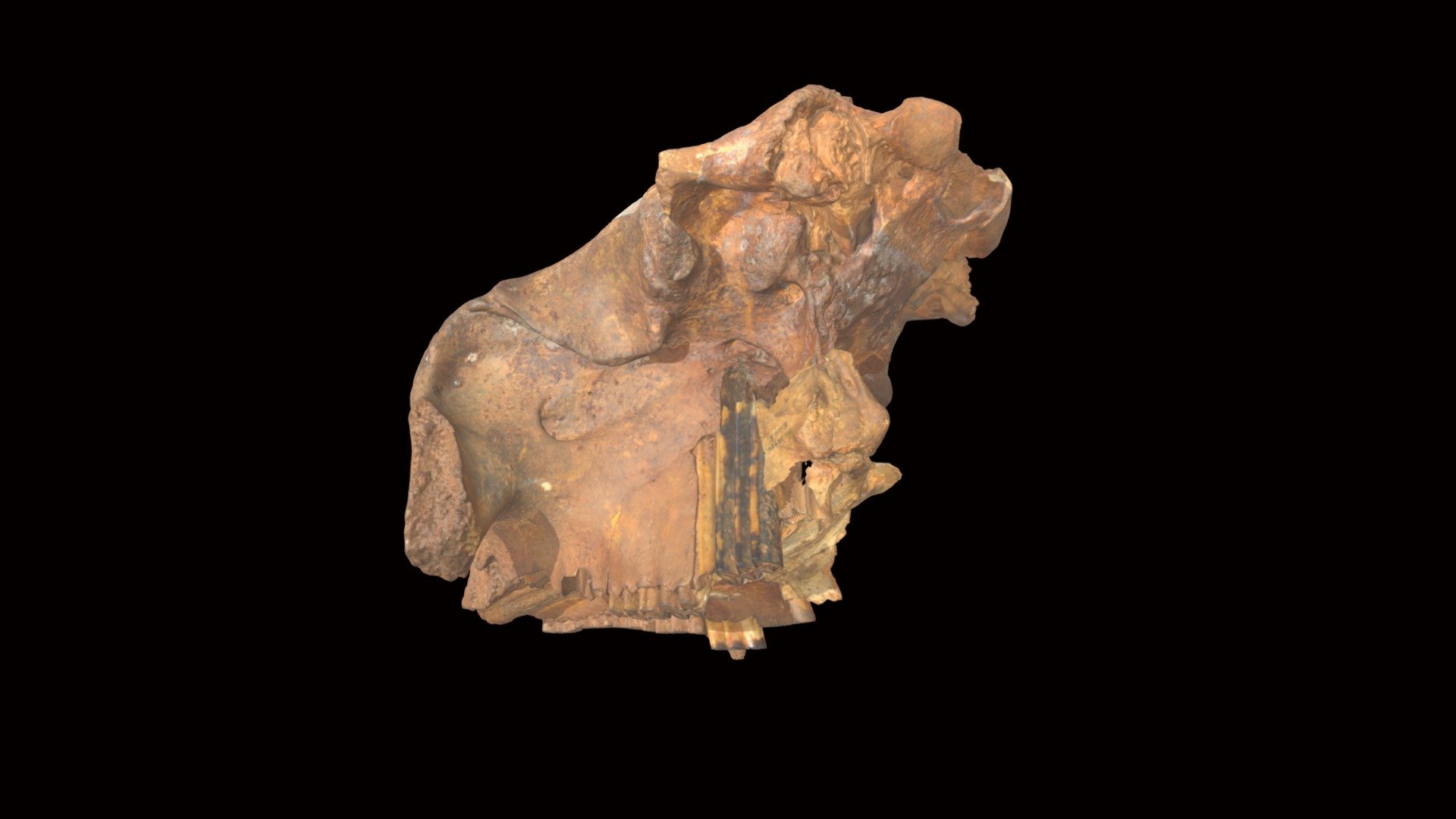 Glyptotherium deuterophractum — Sketchfab embed 3D viewer