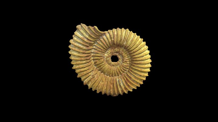 Tmetoceras scissum ammonite – Free 3D Model STL