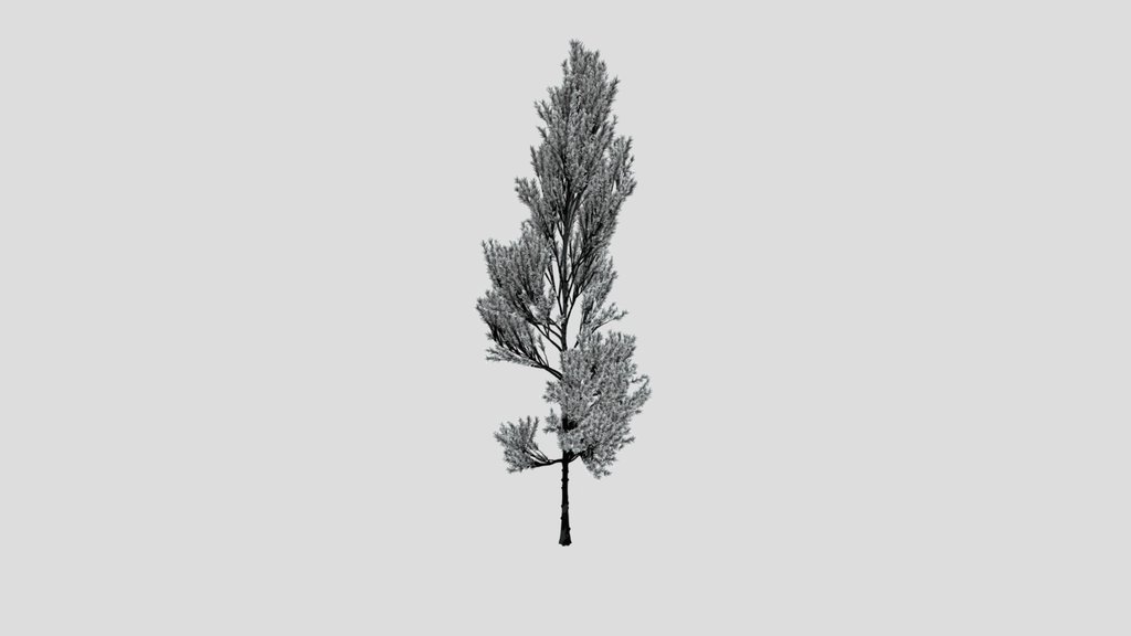Coniferous Tree