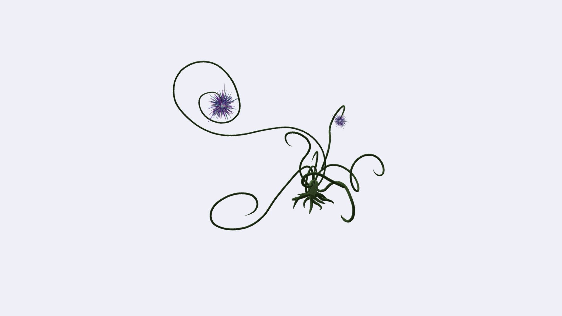 Magic swirl plant