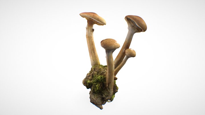Mushroom family 13 - retopo 8K PBR 3D Model