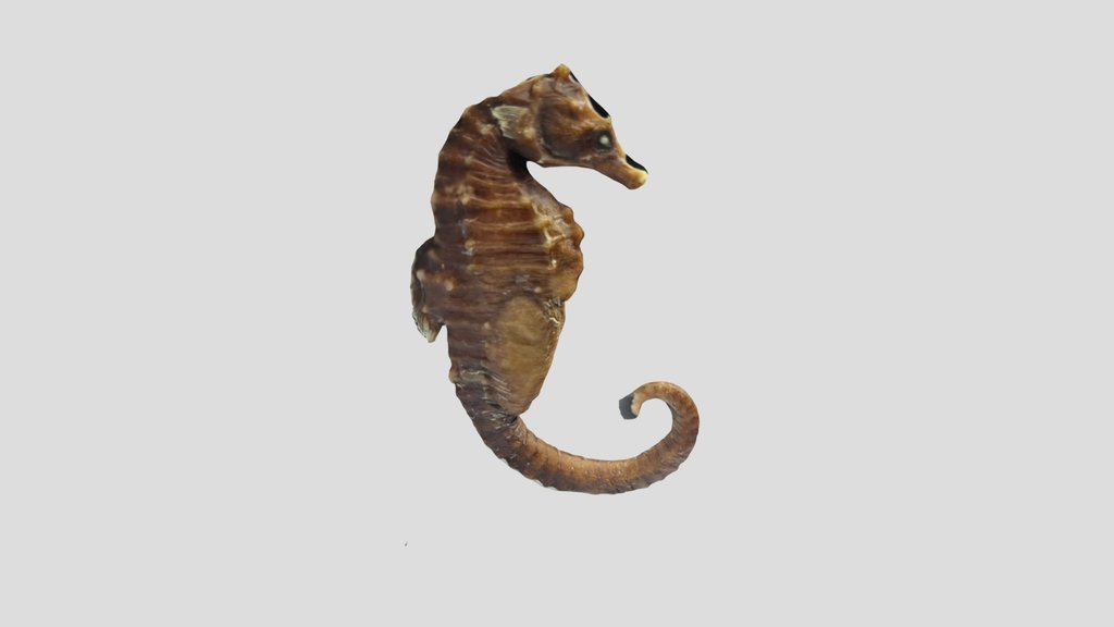 Cavalo-marinho (Hippocampus sp.)