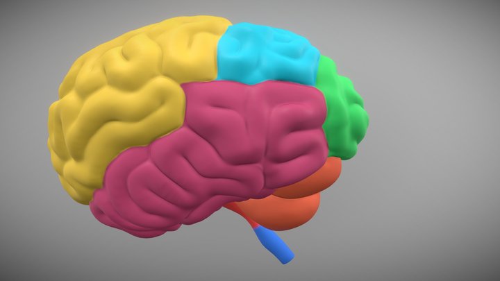 Parts of the Brain 3D Model