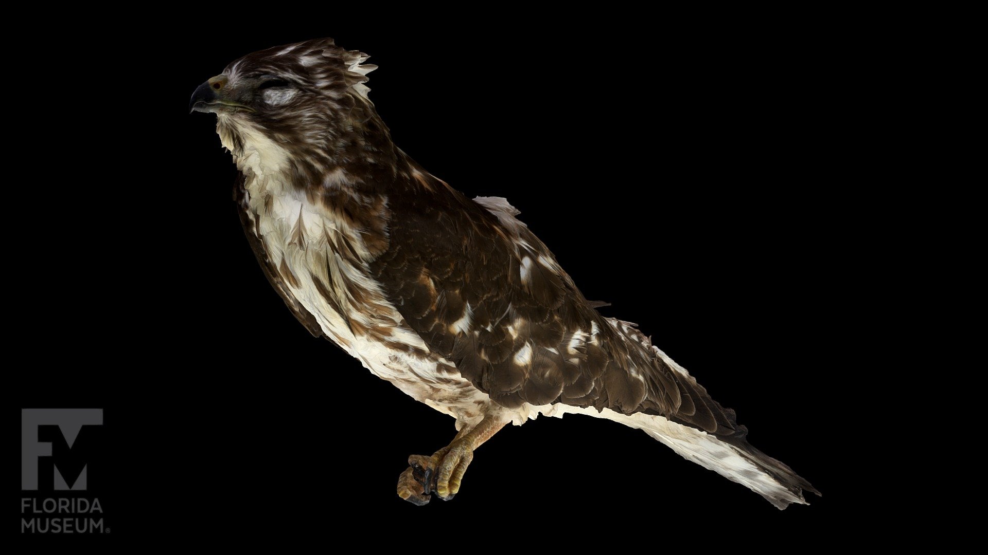 Broad-winged hawk - 3D model by FloridaMuseum [0f6bd16] - Sketchfab