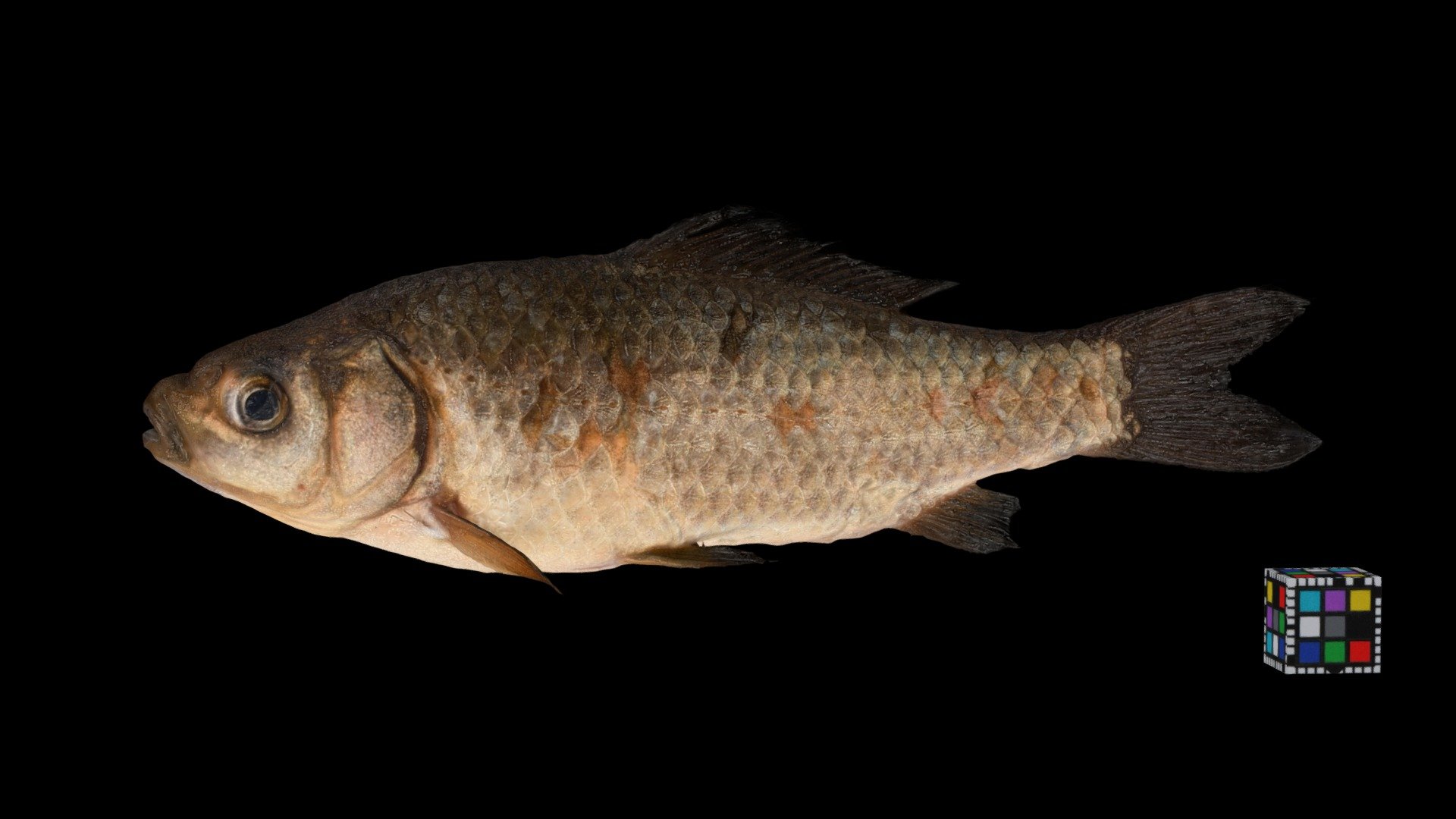 フナ類 Crucian Carp, Carassius auratus