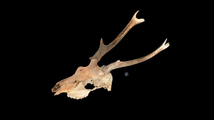 CC0 ツシマジカ Tsushima Deer, C. nippon pulchellus