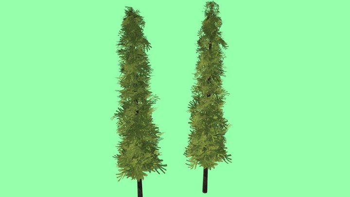 Pine Trees : Lowpoly & Highpoly Versions 3D Model