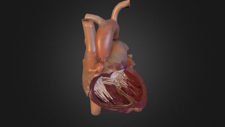 Řez srdcem 3D Model