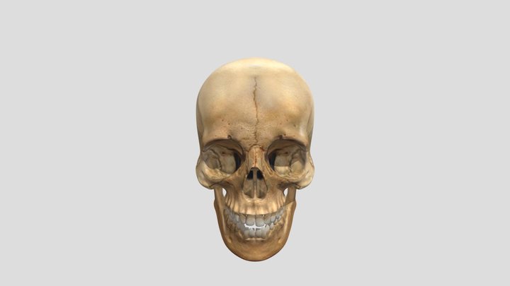 12140_Skull_v3_L2 3D Model