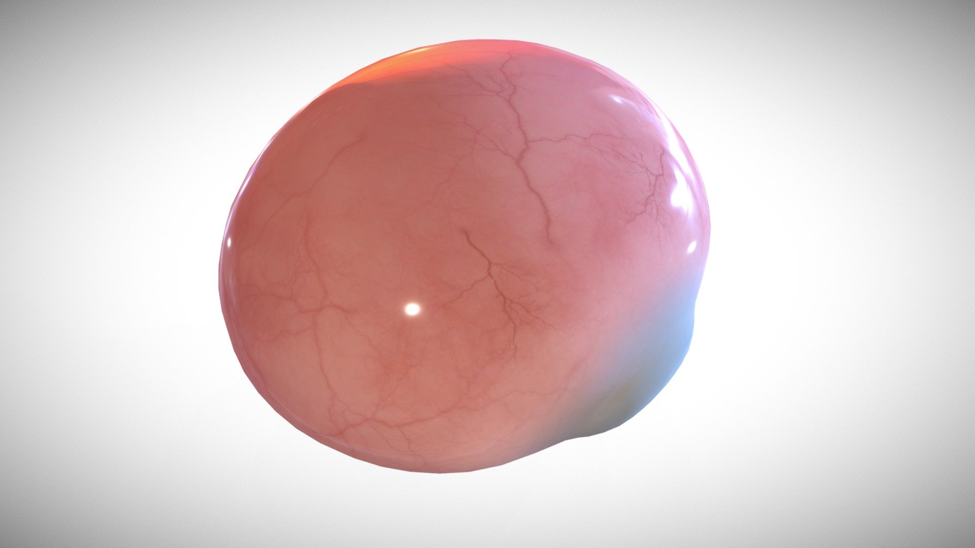 Eye Full Section Week Eight Buy Royalty Free 3d Model By Ebers 0f76035 Sketchfab Store