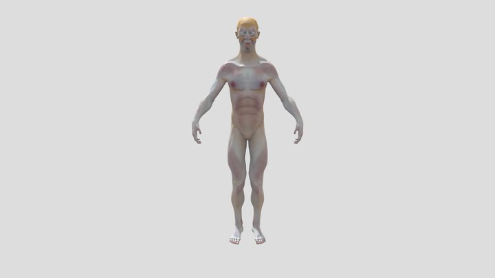 Human Subdermal Colour Zones 3D Model