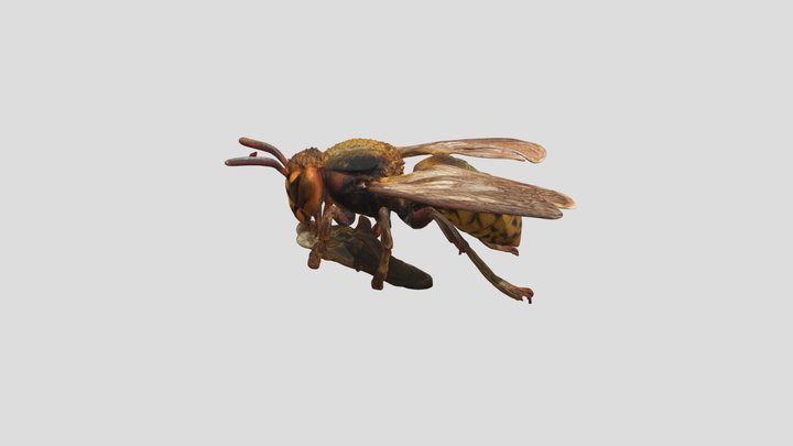 Heminópteros