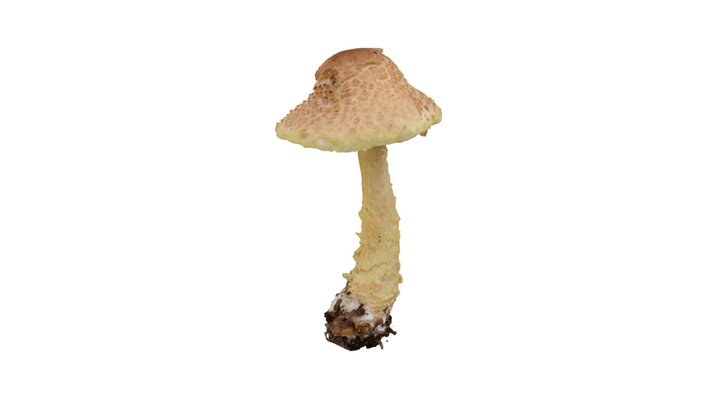 Lepiota clypeolaria 3D Model