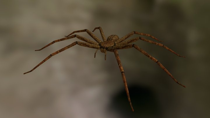 Huntsman Spider 3D Model