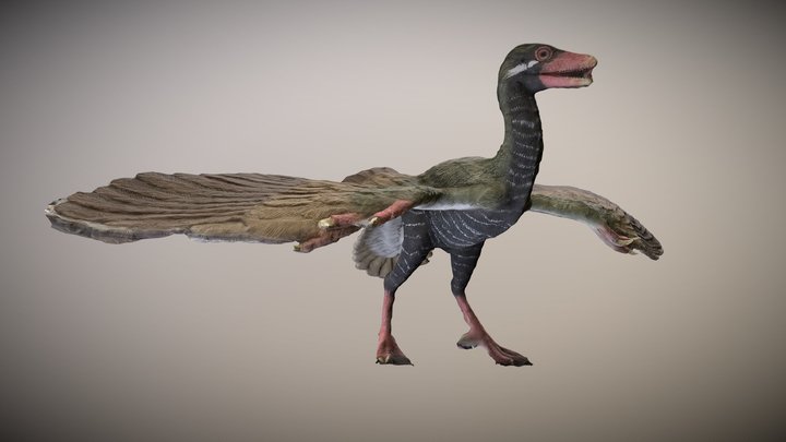 始祖鳥復元模型 3D Model