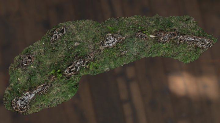 Rotten Root Scan [Free] 3D Model