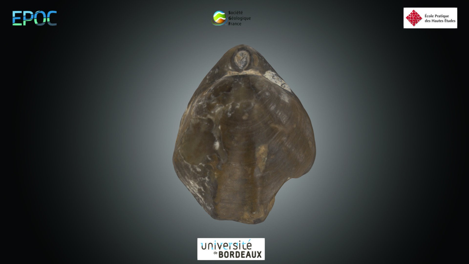 Brachiopode - Terebratula sp.