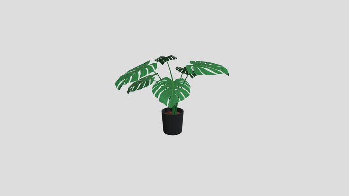 Costela de Adão 3D Model