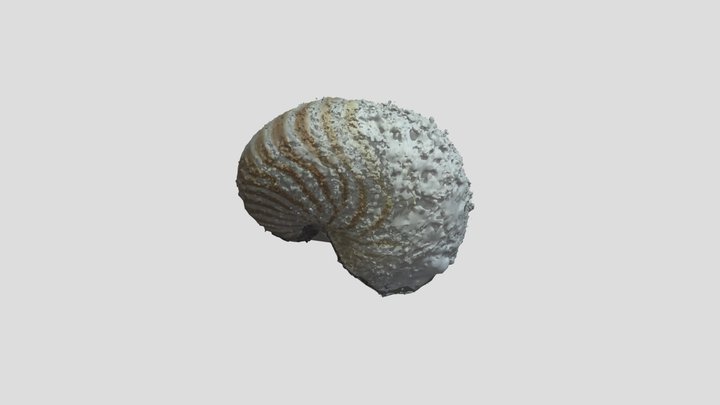 Export_Shell2 3D Model