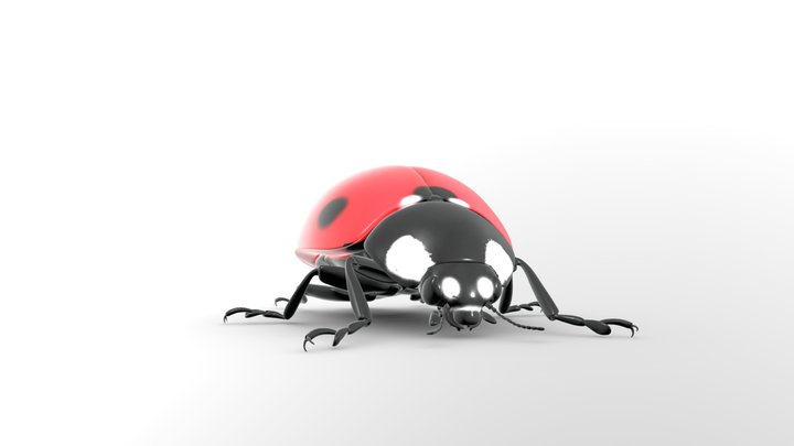 Coccinella Septempunctata (Seven Point Ladybird)