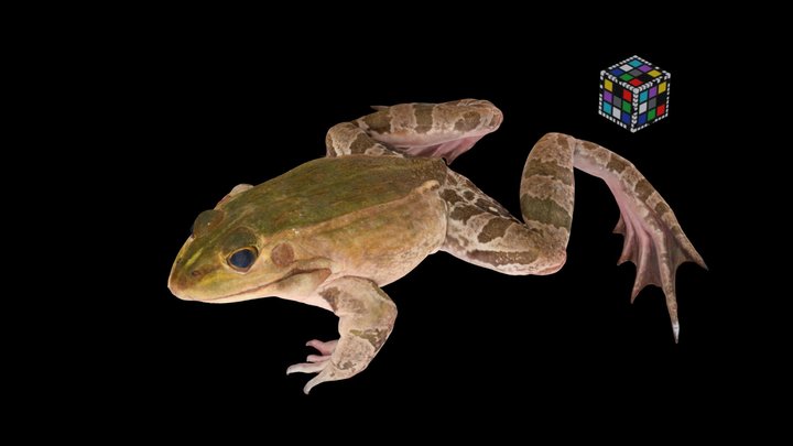 CC0 トノサマガエル 🐸 Black-spotted Pond Frog
