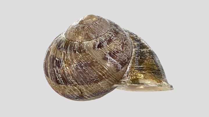 Garden Snail Shell_1 3D Model