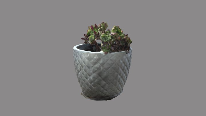 Plant 3D Model