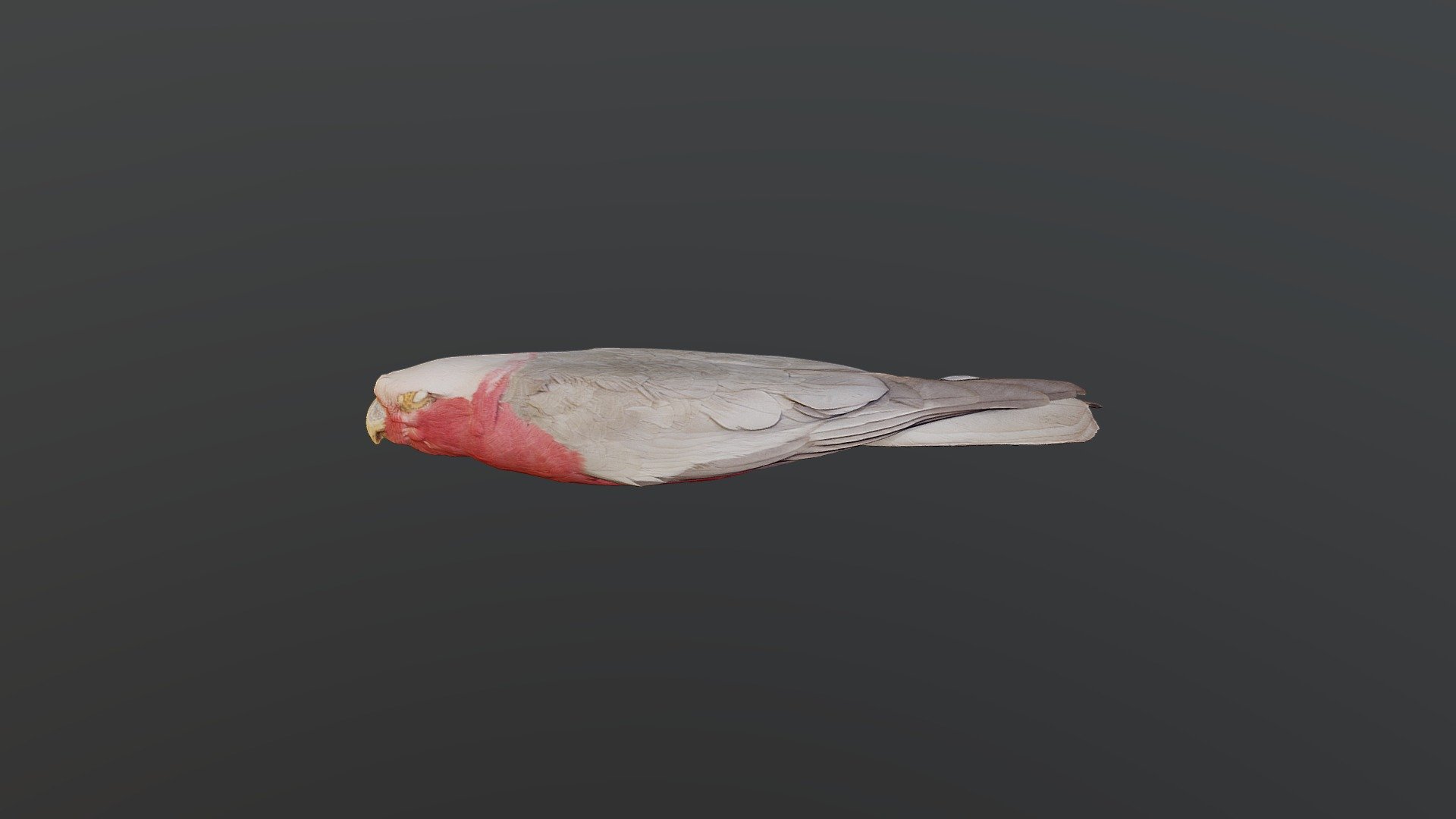 Galah - Eolophus roseicapilla