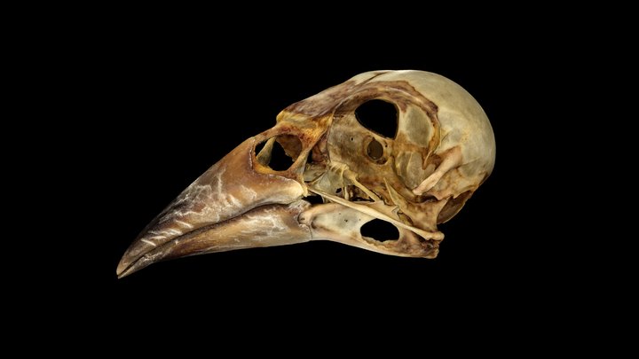 European greenfinch skull (Chloris chloris) 3D Model