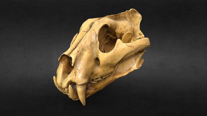 Tiger Skull 3D Model