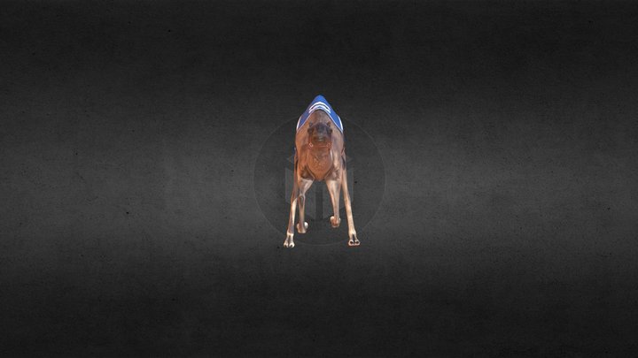 CAMEL__ 3D Model