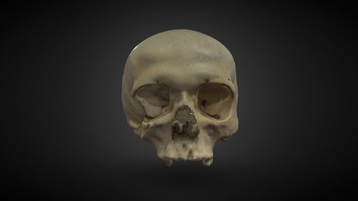 Human skull 3 from tumulus (Biokovo, CRO) 3D Model