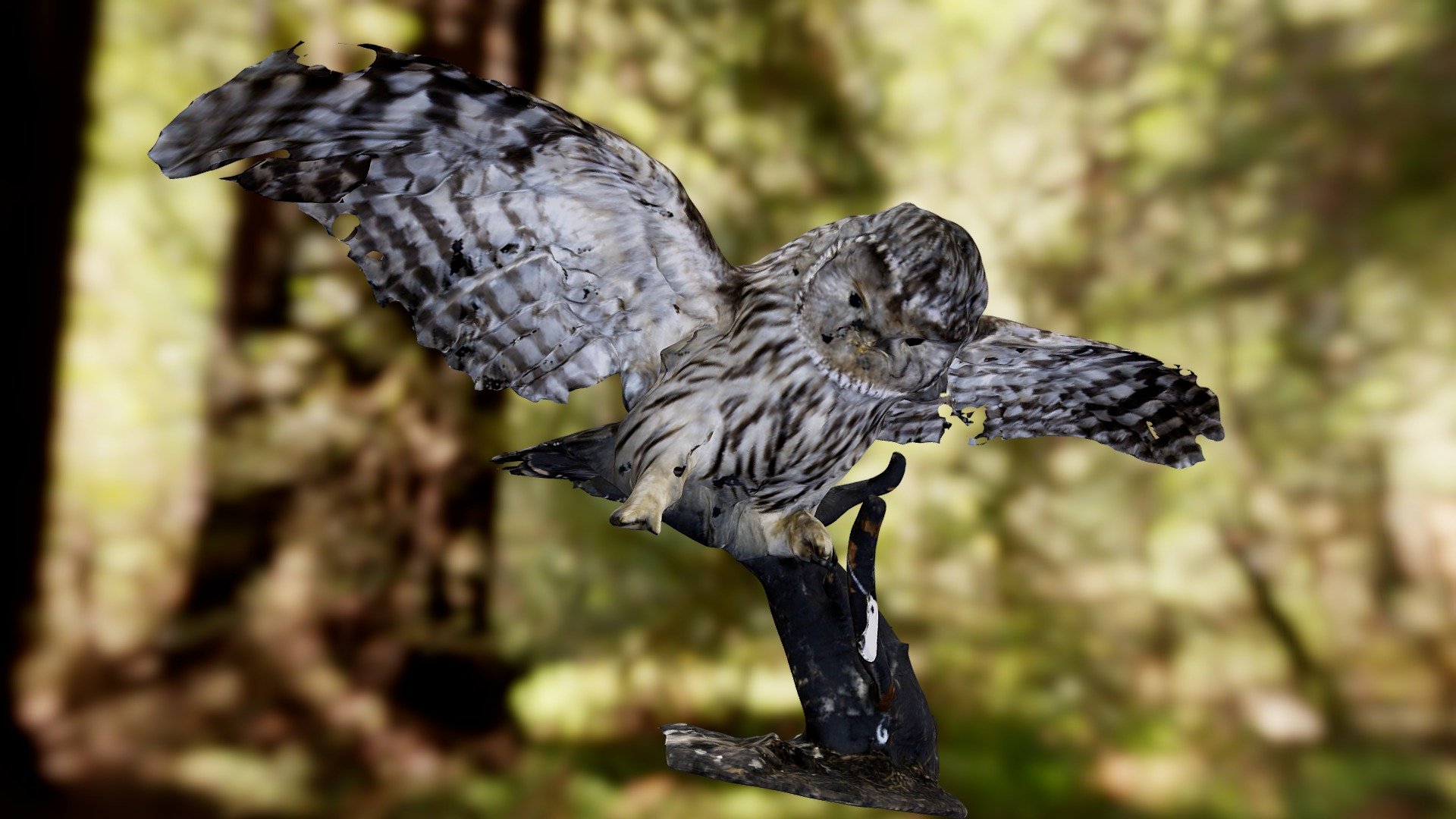 Длиннохвостая несыть | Ural owl