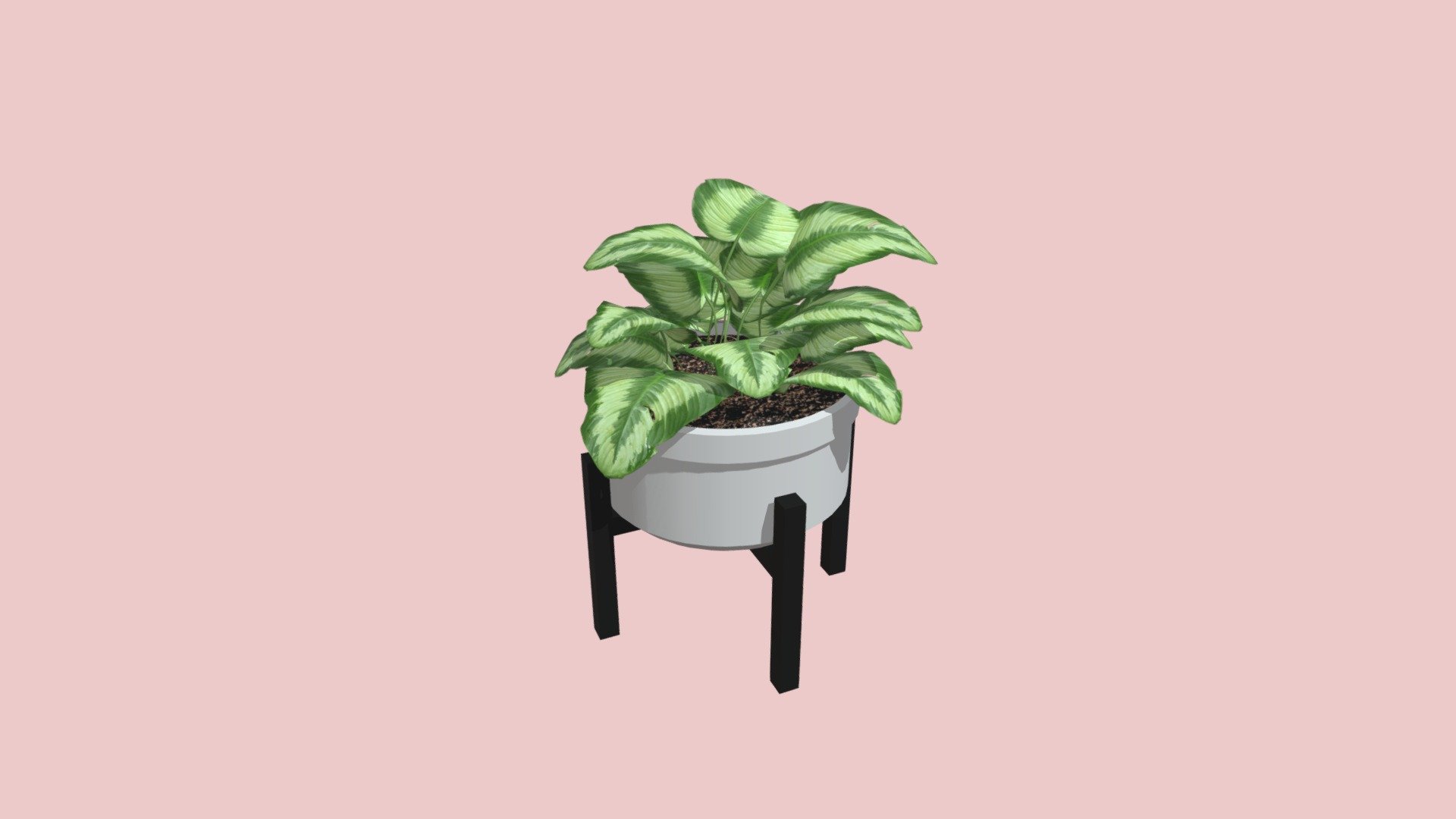 Potted_Plant_Wk_8