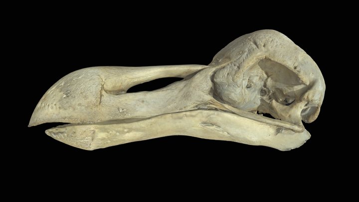 Dodo 3D Model
