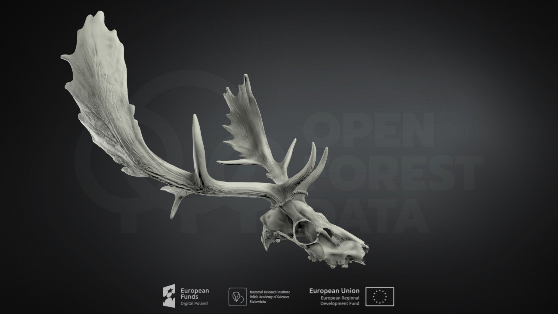 Dama dama (Fallow deer) (Daniel zwyczajny)