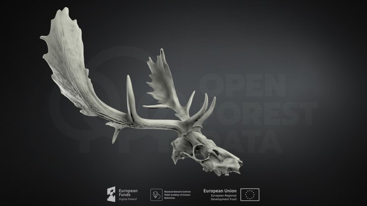 Dama dama (Fallow deer) (Daniel zwyczajny) – Kostenloses 3D-Modell STL