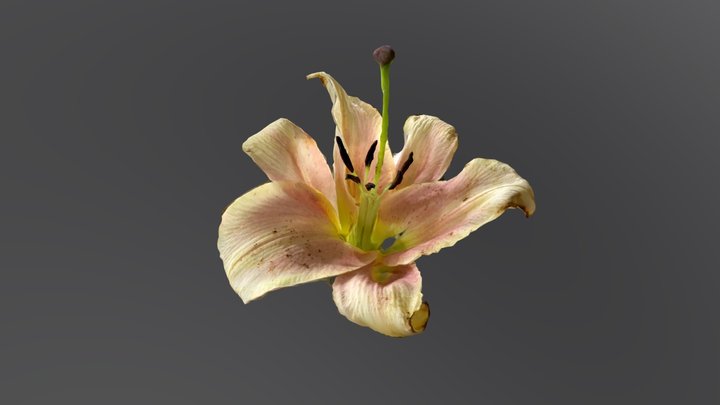 Day 150: Lily 3D Model