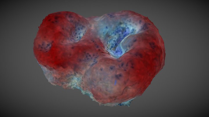 Monitoring massive sponges: the S. foetidus case 3D Model