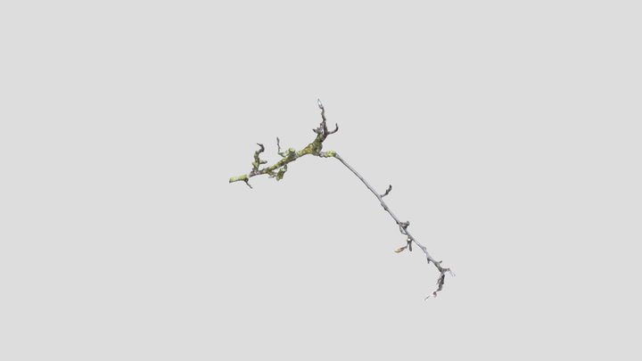 Branch 3D Model