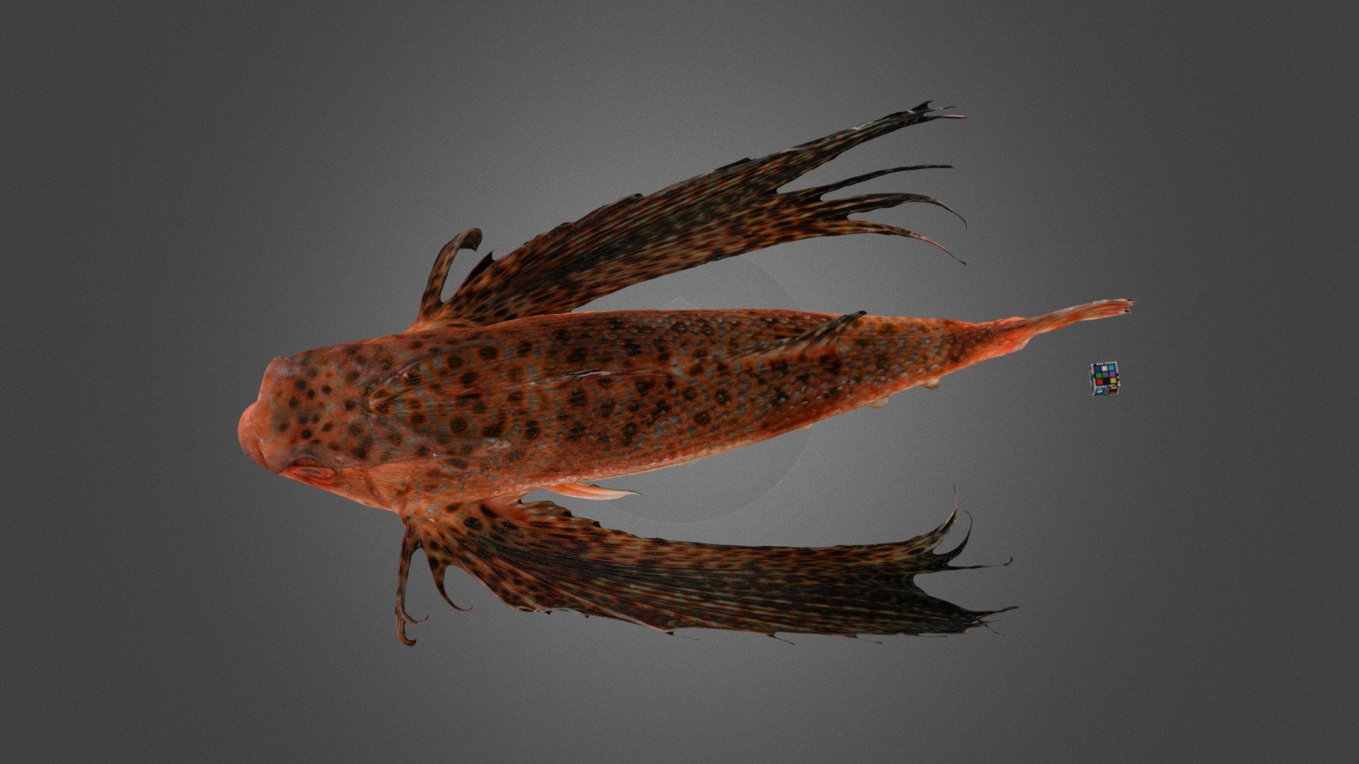 CC0 ホシセミホウボウ 🐟 Flying Gurnard, D. peterseni — Sketchfab embed 3D viewer