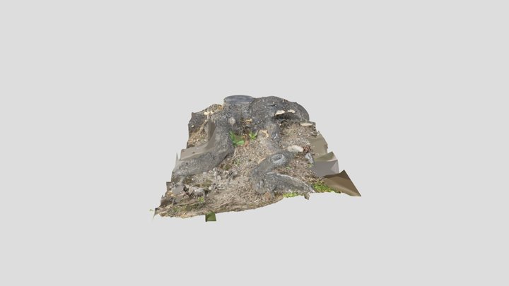 Roots 3D Model